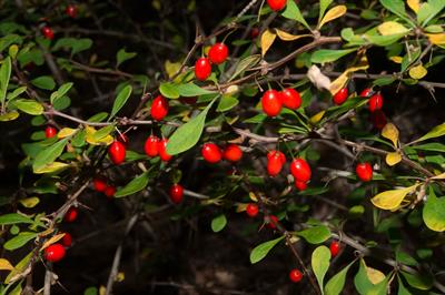 Berberis thunbergii - زرشک زینتی