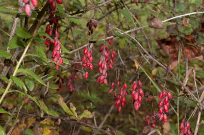 Berberis vulgaris