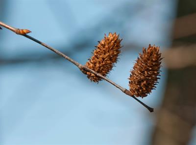 Betula