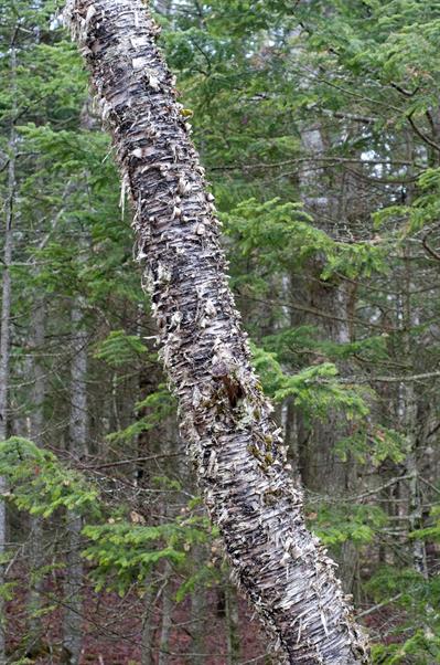 Betula alleghaniensi - توس زرد