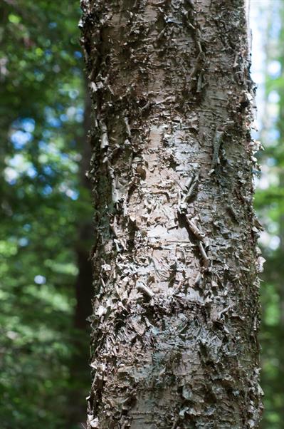 Betula alleghaniensi