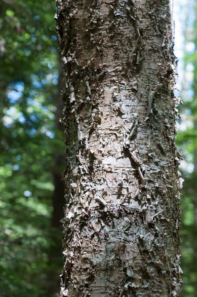 Betula alleghaniensi - توس زرد