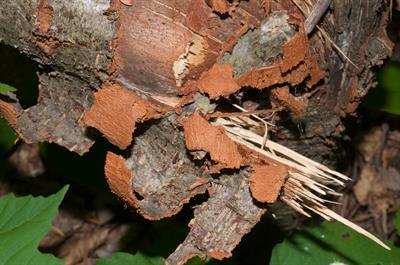 Sweet birch