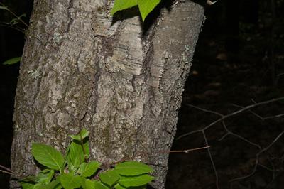 Betula lenta