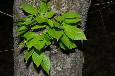 Betula lenta
