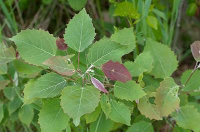 Betula nigra - توسکای رودخانه‌ای