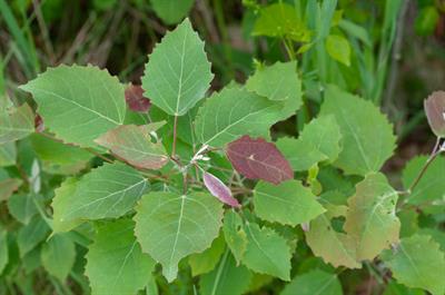 Betula nigra - توسکای رودخانه‌ای
