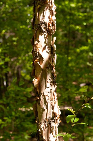 Betula nigra