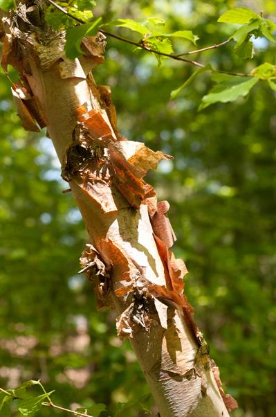 Betula nigra