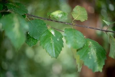  Betula nigra