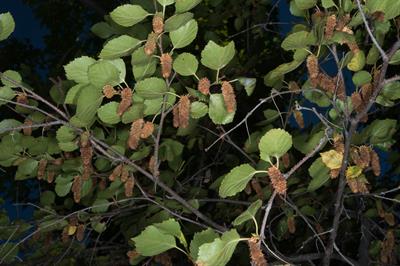 Water Birch