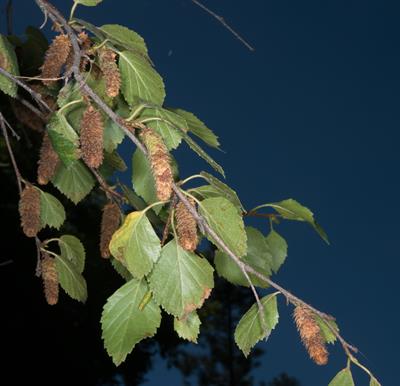 Water birch