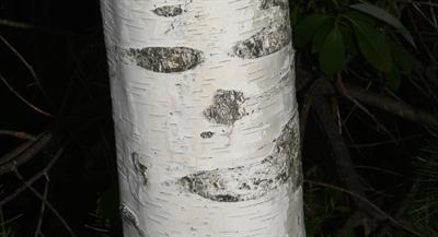 Betula papyrifera - توس کاغذی