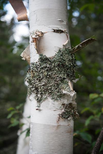 Betula papyrifera - توس کاغذی