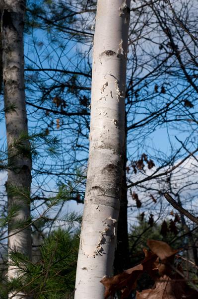 Paper birch، بومی کانادا و آلاسکا
