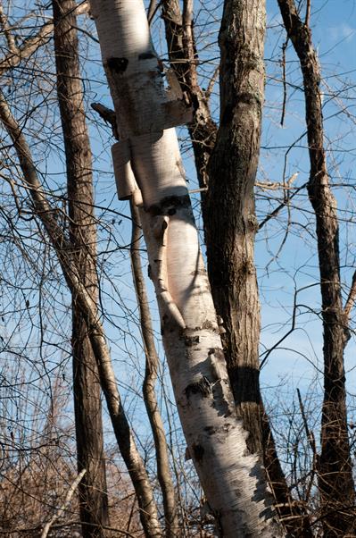 paper birch