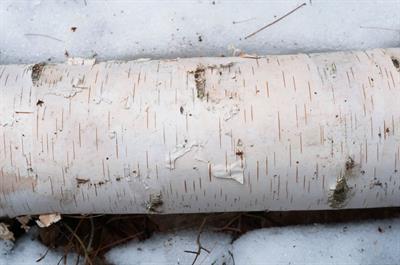 Paper birch، بومی کانادا و آلاسکا