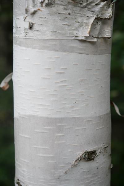 American White Birch