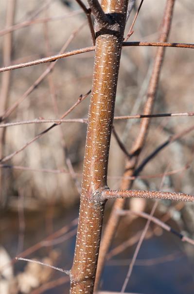 Betula populifolia - توس خاکستری