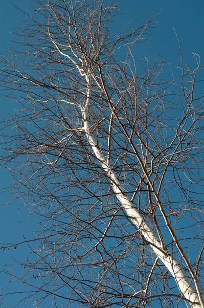 Yellow Birch