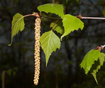grey birch، گیاهی دوپایه بومی امریکا