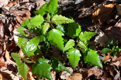 Betula populifolia