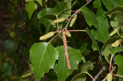 توس خاکستری