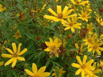 Bidens aristosa