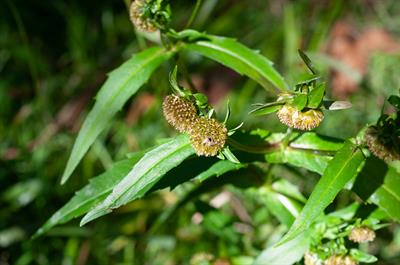 Bidens cernua