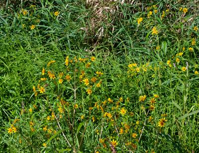 Bidens laevis