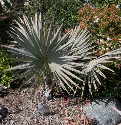 Bismarckia nobilis