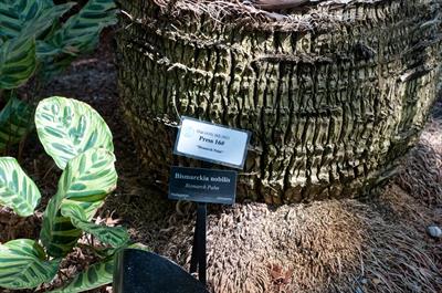 Bismarckia nobilis