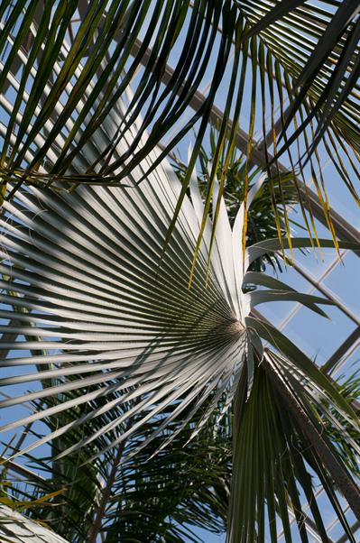 از خانواده palm 