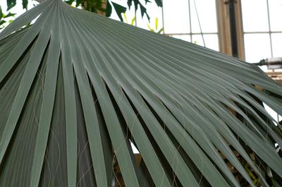 نخل بیسمارک