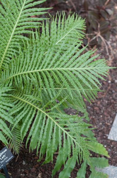 Blechnum gibbum