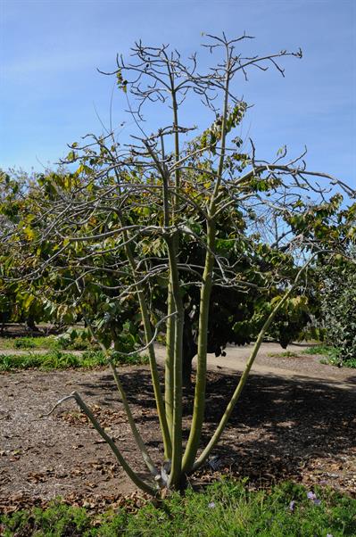 از خانواده Malvaceae