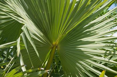 Palmyra Palm