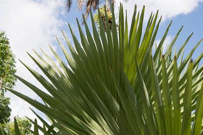 Borassus flabellifer - نخل پالمیرا