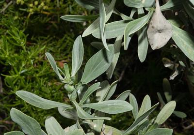 Borrichia frutescens
