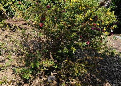 Bougainvillea