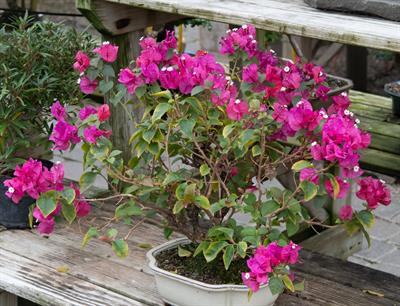 Bougainvillea glabra
