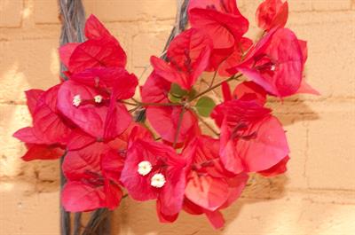 Bougainvillea glabra