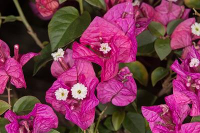 Bougainvillea glabra - گل کاغذی مصری