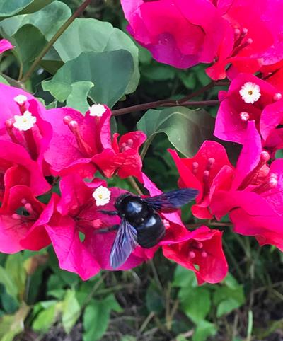 Bougainvillea