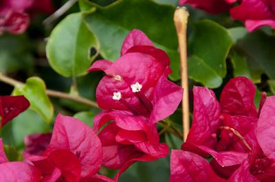 Bougainvillea spectabilis Willd