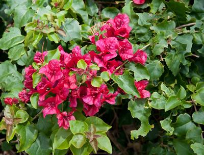 Bougainvillea specta