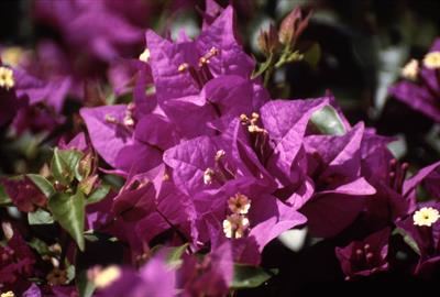 Bougainvillea specta