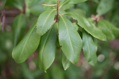Bourreria succulent - استرانگ‌بَک (بورریا گوشتی)