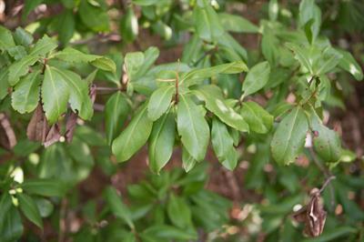 Bourreria succulenta