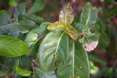 Bourreria succulenta